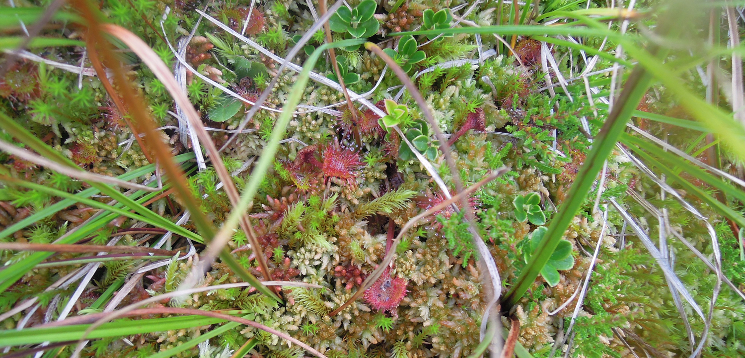 Die Charakterart Drosera Rotundifolia zwischen Torfmoosen im Hangquellmoor Notschrei / Hochschwarzwald